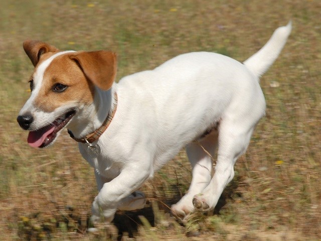 Jack russell terrier free to hot sale good home